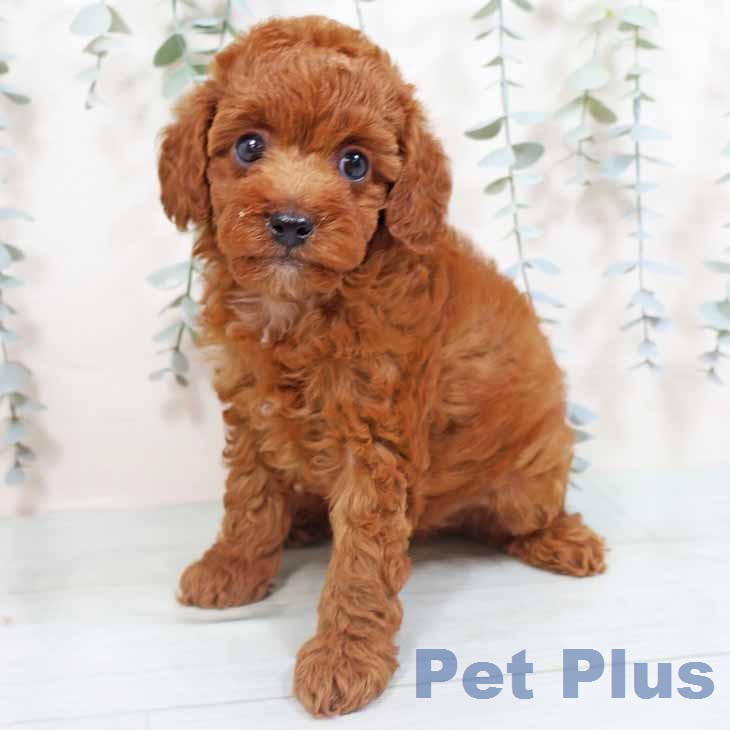 トイ・プードルの写真2