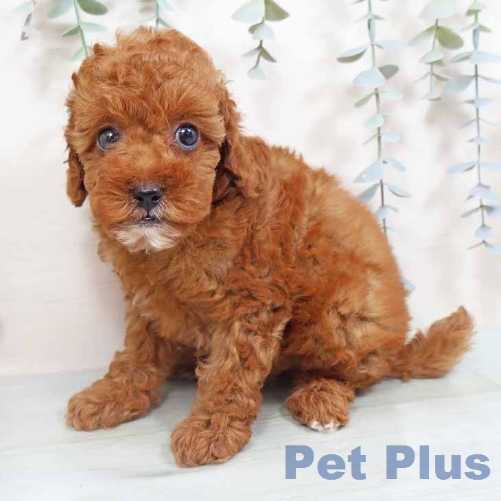 トイ・プードル