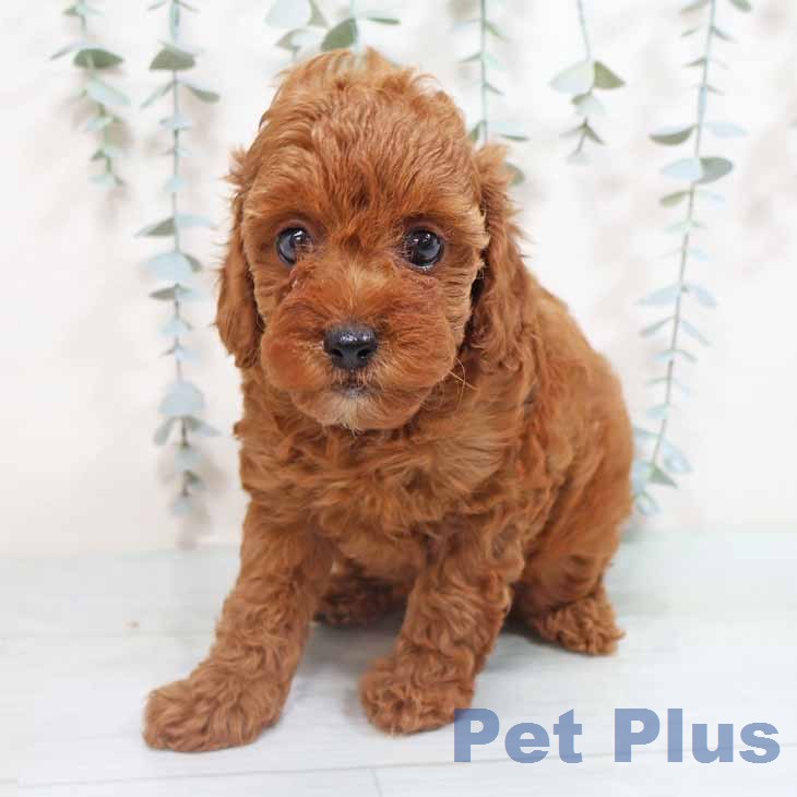 トイ・プードルの写真2