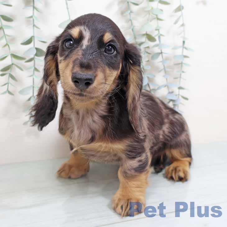 ミニチュア・ダックスフンドの写真2