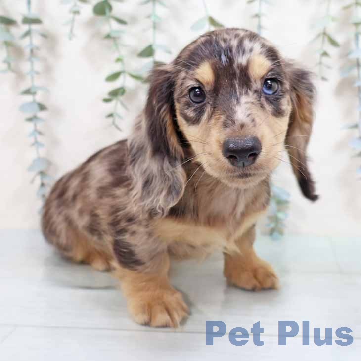 ミニチュア・ダックスフンド