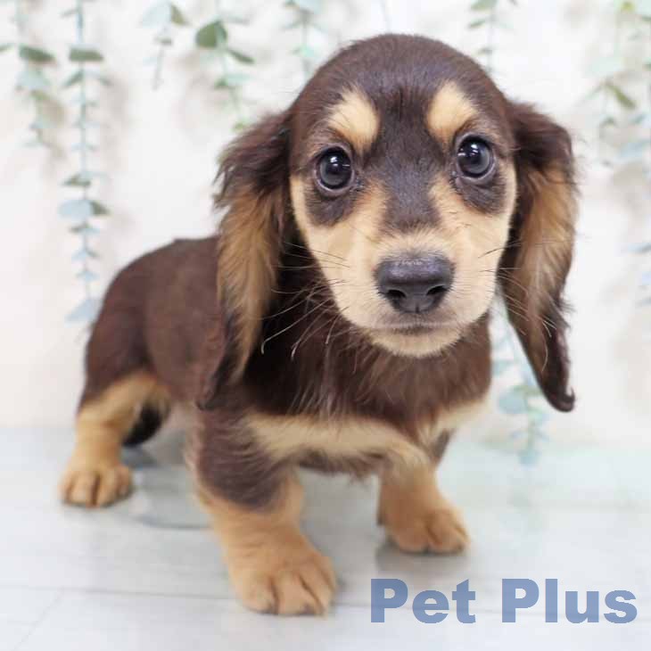 ミニチュア・ダックスフンド