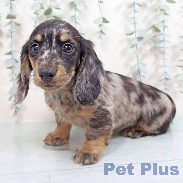 ミニチュア・ダックスフンドの写真2