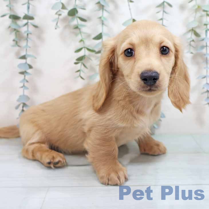 ミニチュア・ダックスフンド