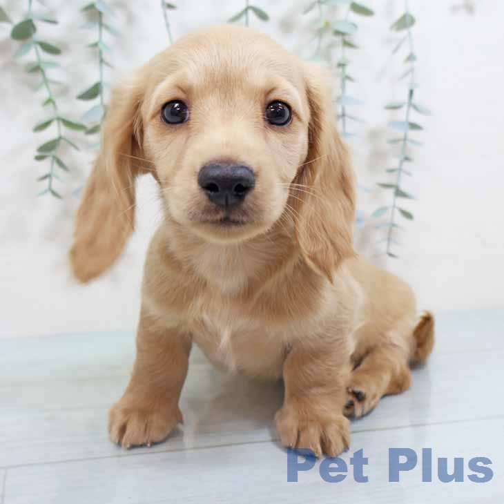 ミニチュア・ダックスフンドの写真2