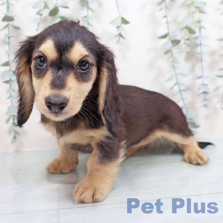 ミニチュア・ダックスフンドの写真2