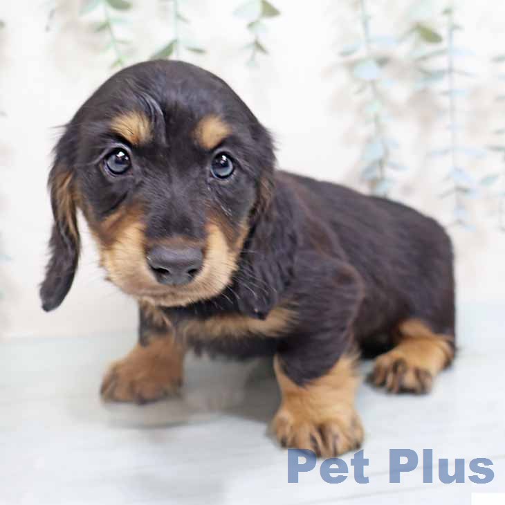 ミニチュア・ダックスフンド