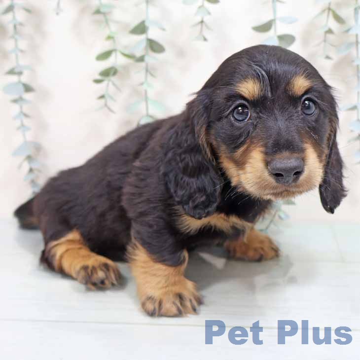 ミニチュア・ダックスフンドの写真2