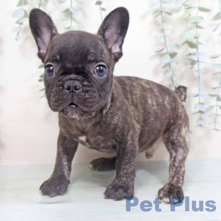 フレンチ・ブルドッグの写真2