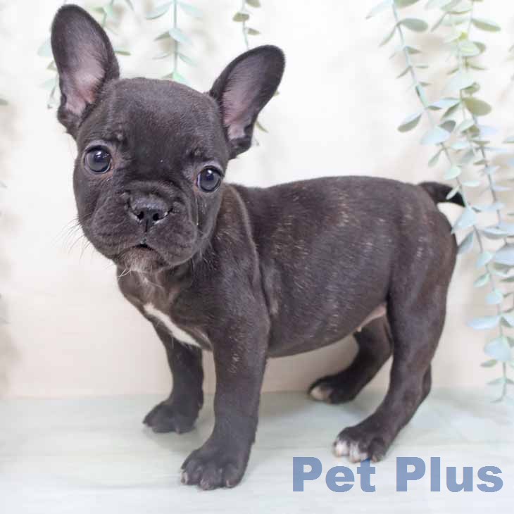 フレンチ・ブルドッグ