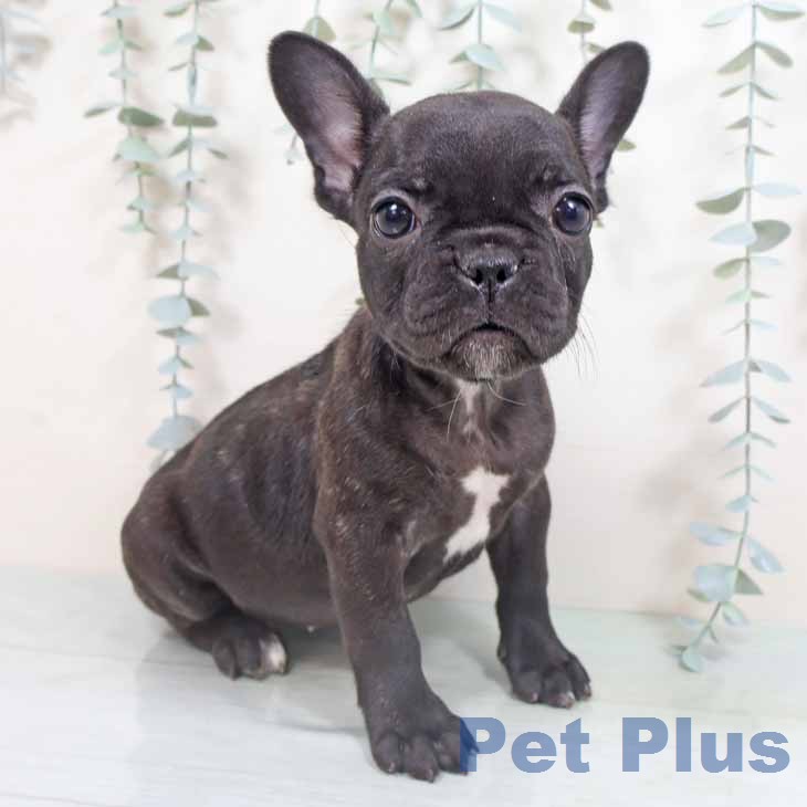 フレンチ・ブルドッグの写真2