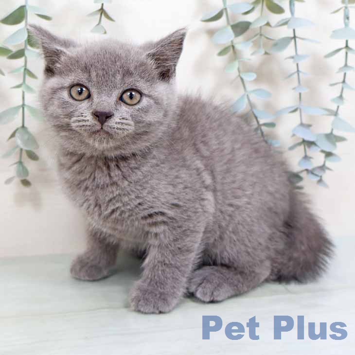 スコティッシュフォールド