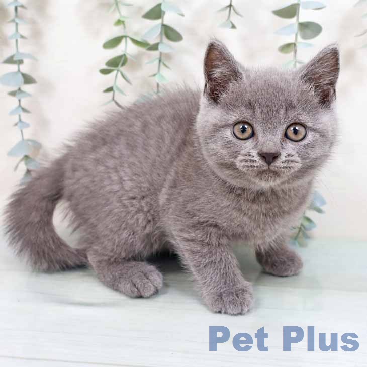 スコティッシュフォールドの写真2