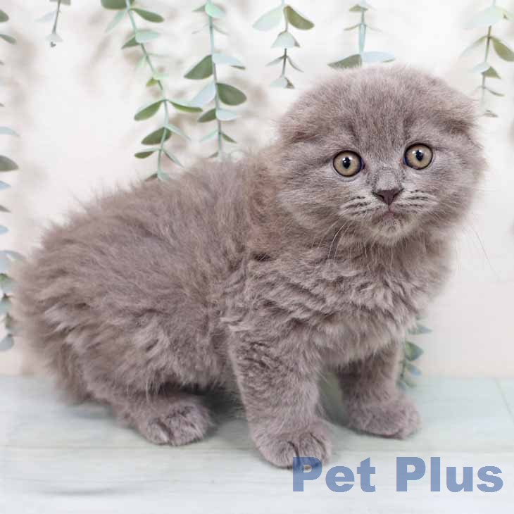 スコティッシュフォールド