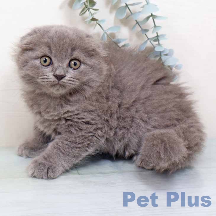 スコティッシュフォールドの写真2