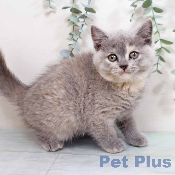 スコティッシュフォールド