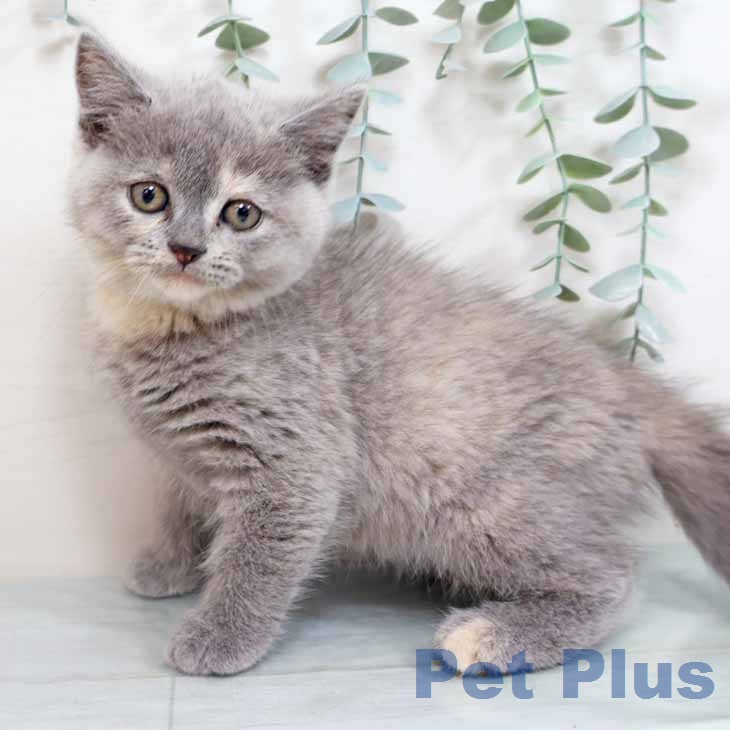 スコティッシュフォールドの写真2