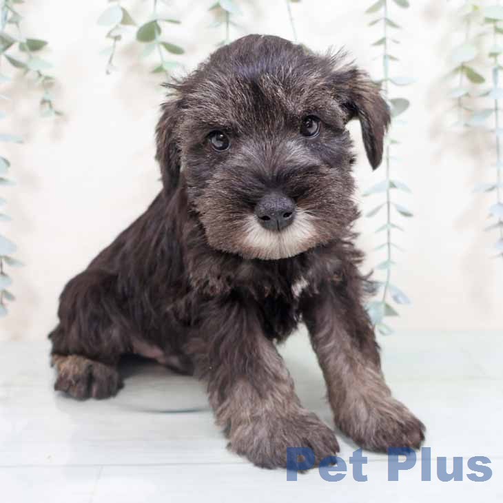 ミニチュア・シュナウザーの写真2