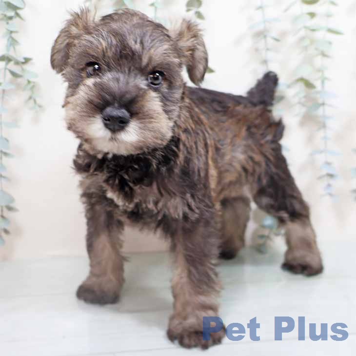 ミニチュア・シュナウザー