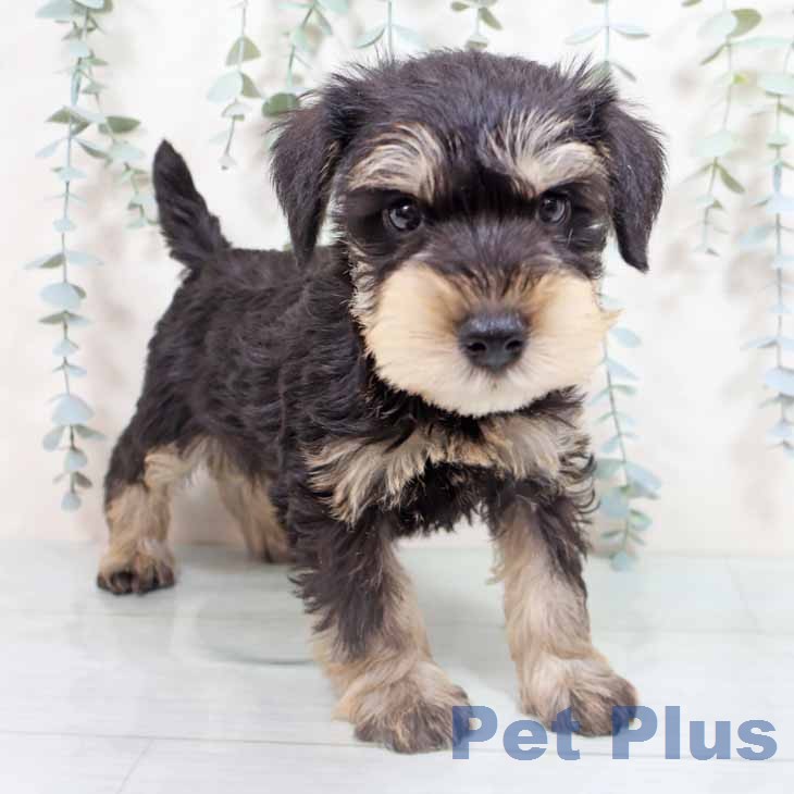 ミニチュア・シュナウザーの写真2