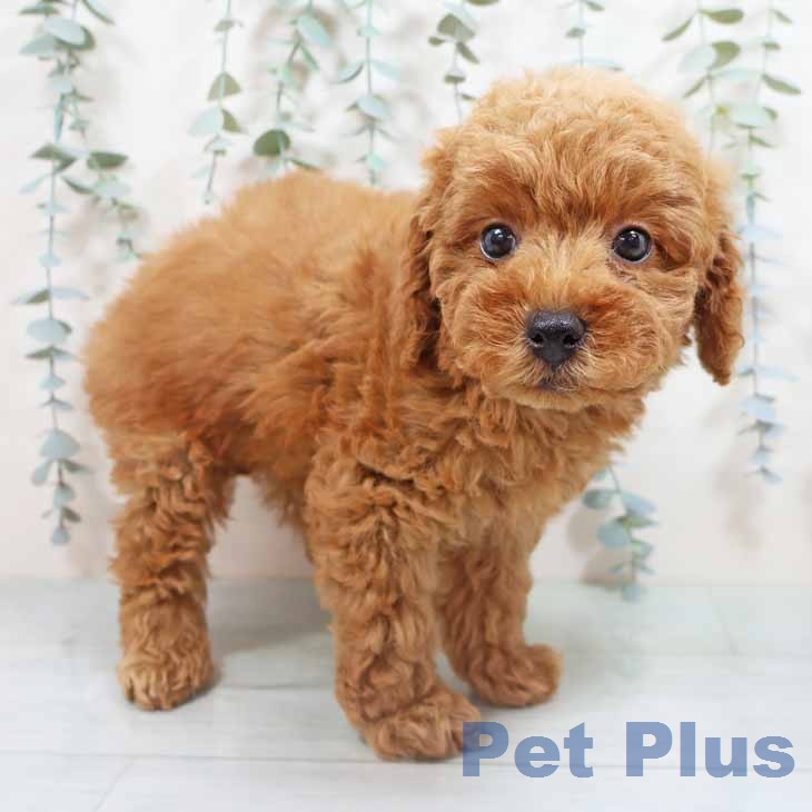 トイ・プードル