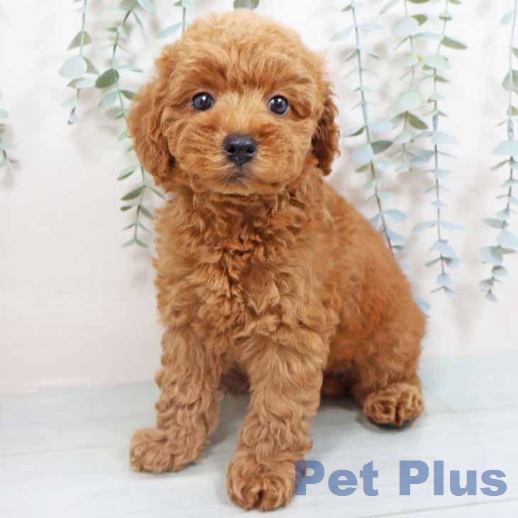 トイ・プードルの写真2