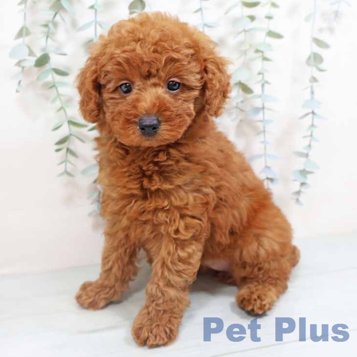 トイ・プードルの写真1