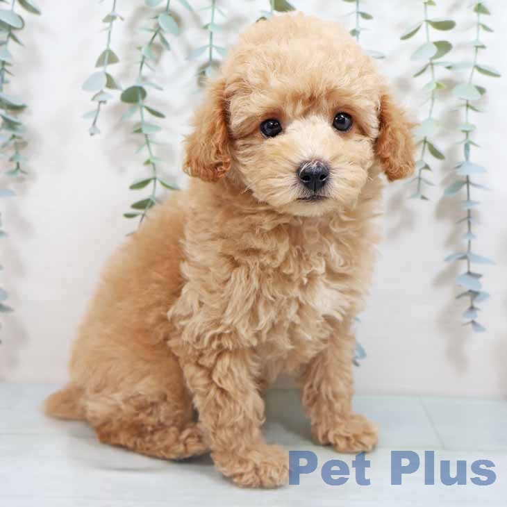 トイ・プードルの写真2