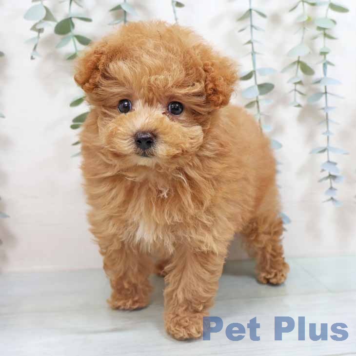 トイ・プードル