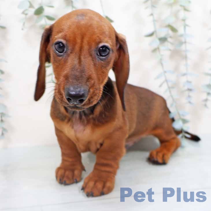 ミニチュア・ダックスフンドの写真2