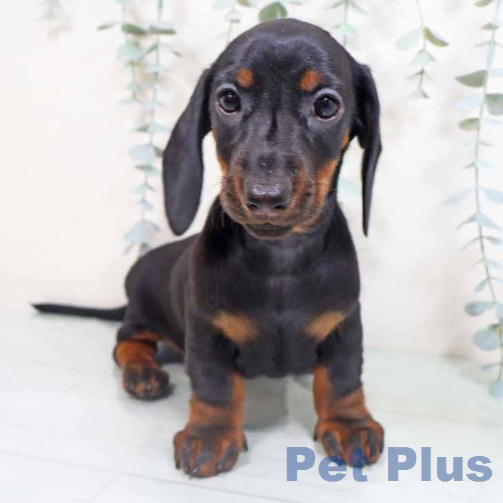 ミニチュア・ダックスフンド