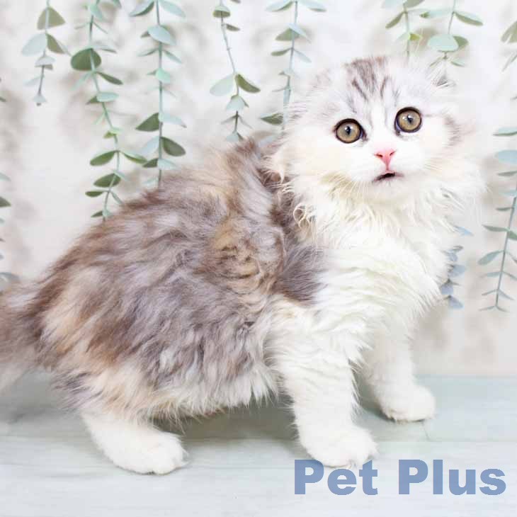 スコティッシュフォールド