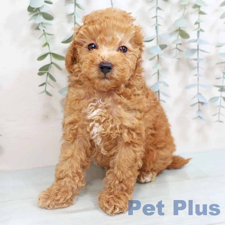 トイ・プードルの写真2