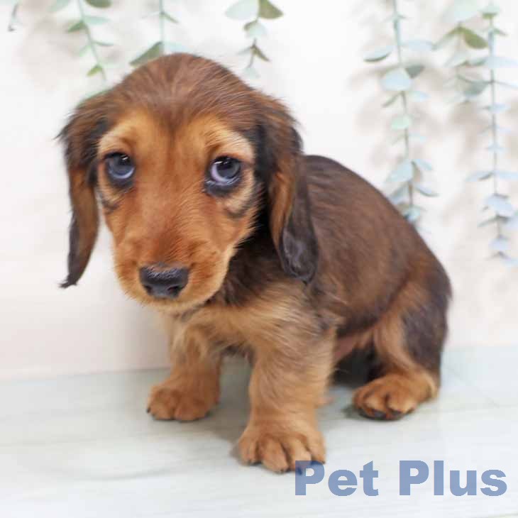 ミニチュア・ダックスフンド