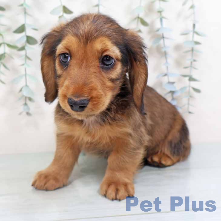 ミニチュア・ダックスフンドの写真2