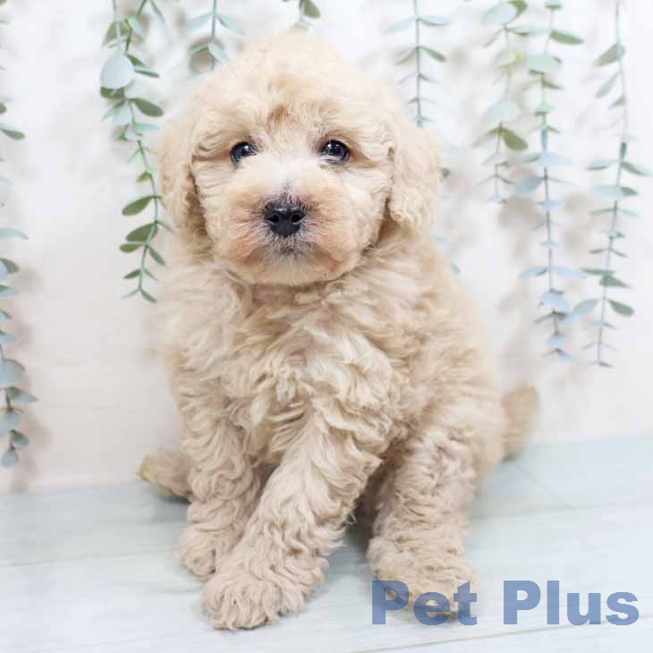 トイ・プードル