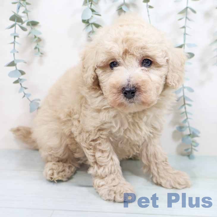 トイ・プードルの写真2