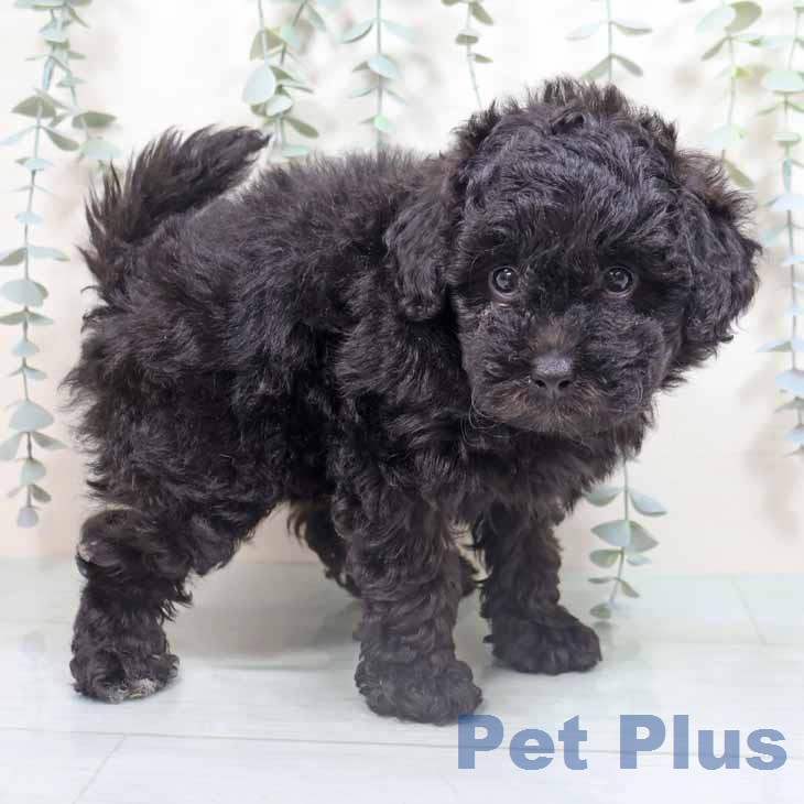 トイ・プードル