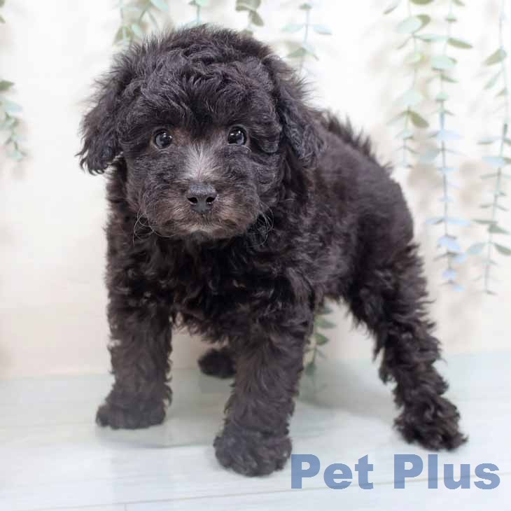 トイ・プードル