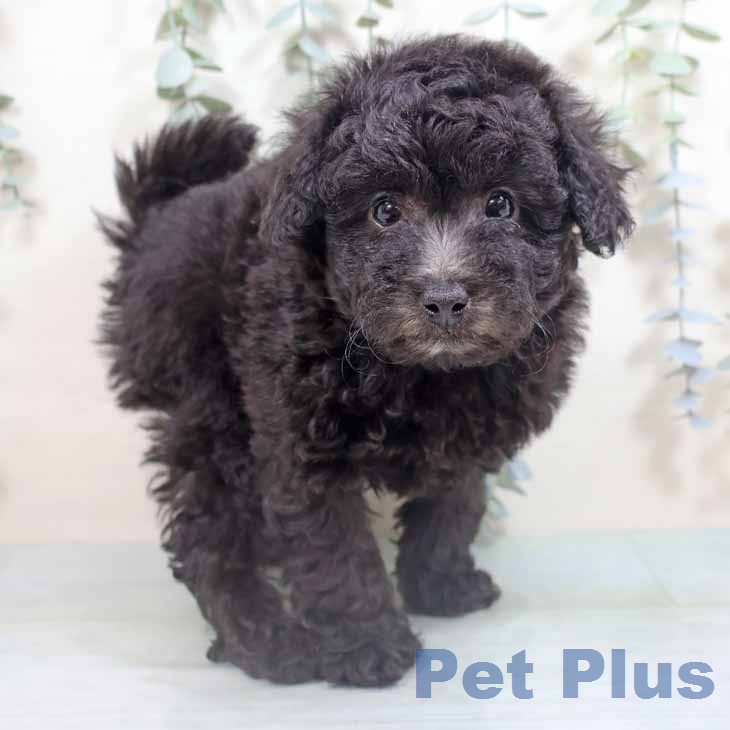 トイ・プードルの写真2