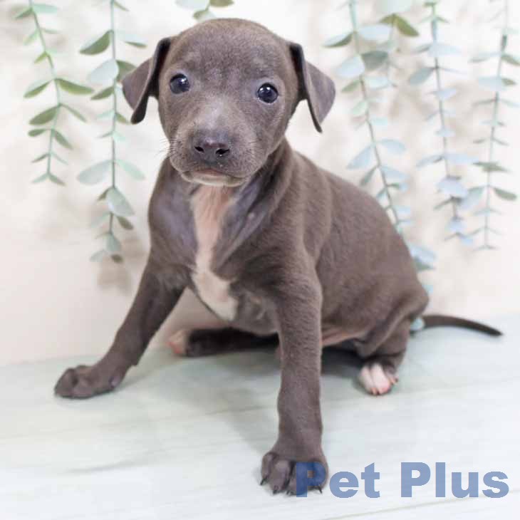 イタリアン・グレーハウンド