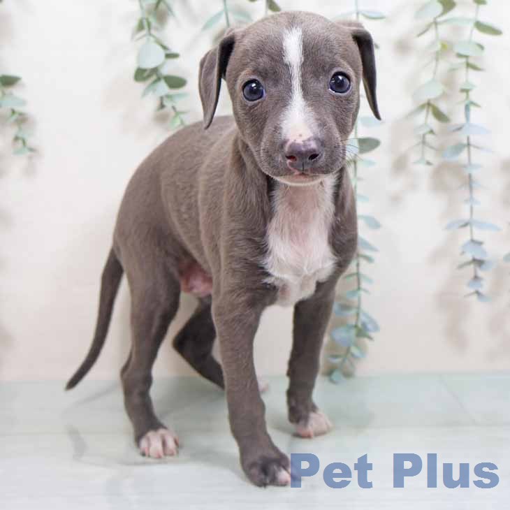 イタリアン・グレーハウンドの写真2