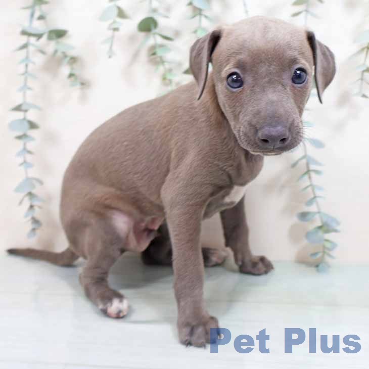 イタリアン・グレーハウンド