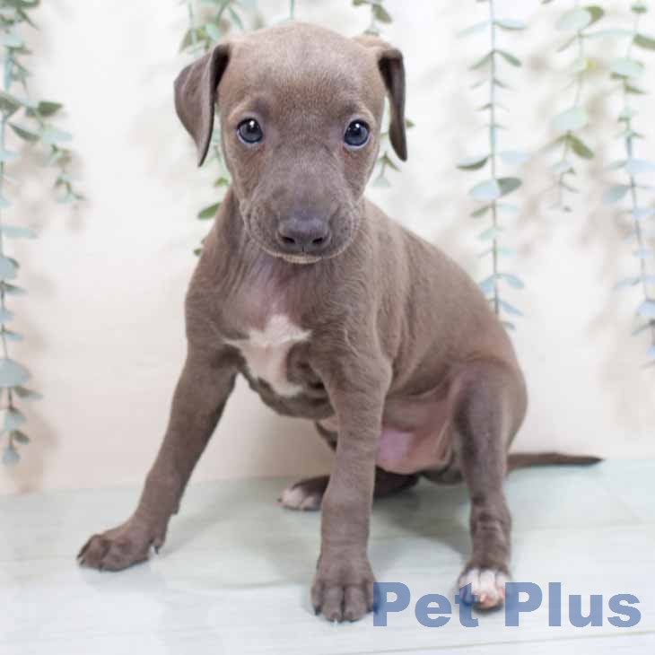 イタリアン・グレーハウンドの写真2