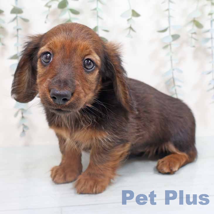 ミニチュア・ダックスフンド