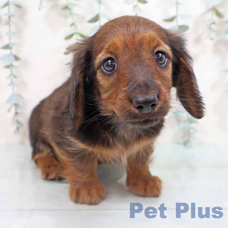 ミニチュア・ダックスフンドの写真2