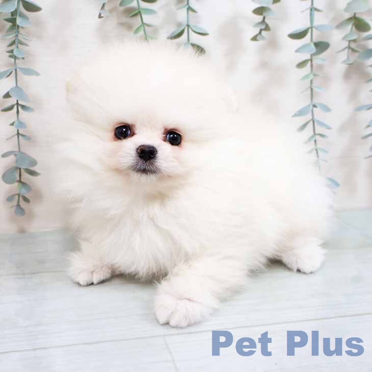 ポメラニアンの写真2