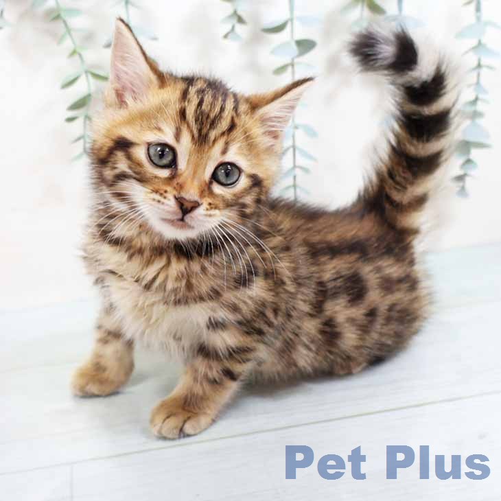 ジェネッタの写真2