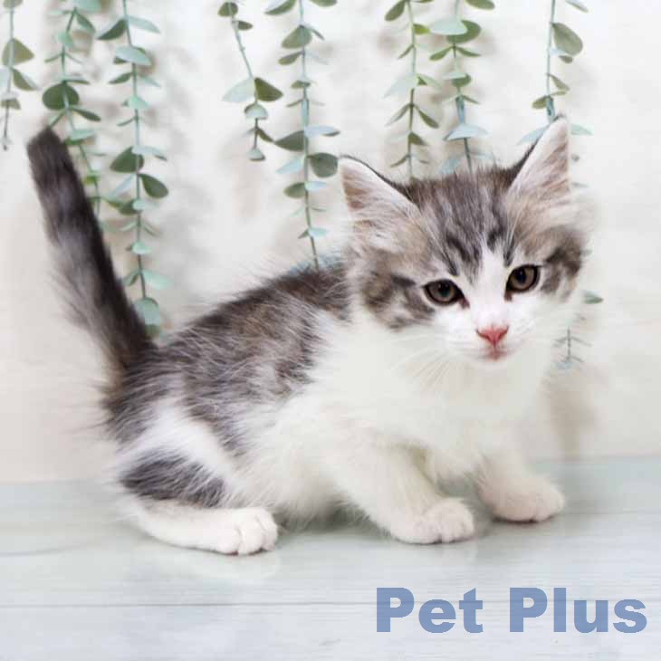 ノルウェージャンフォレストキャット