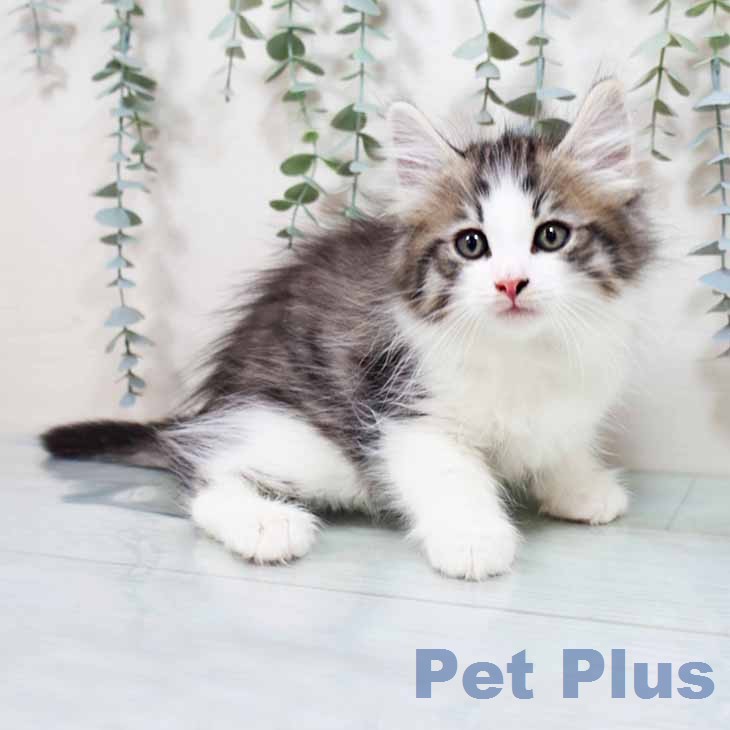 ノルウェージャンフォレストキャット